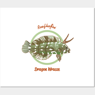 Dragon Wrasse Posters and Art